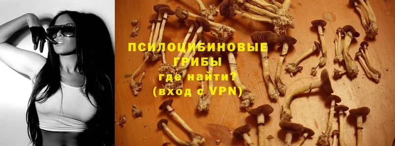 Псилоцибиновые грибы Psilocybine cubensis  Калязин 